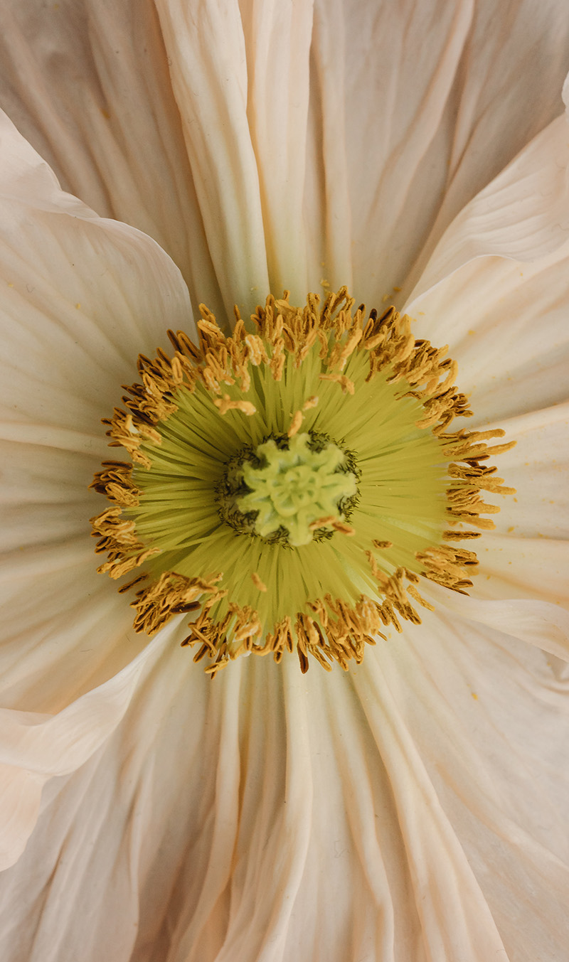 Blühende Blume zum Ayurveda Wohlfühltag