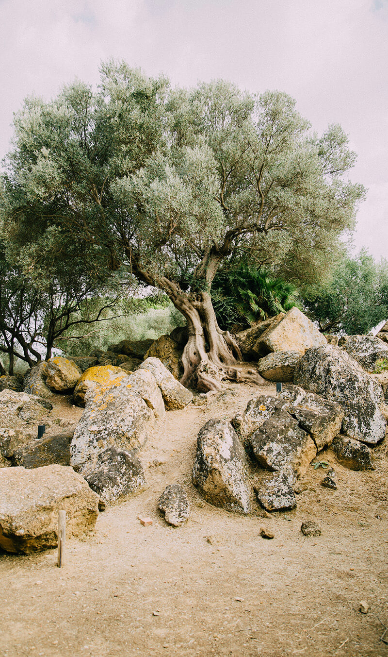 Provenzalische Landschaft